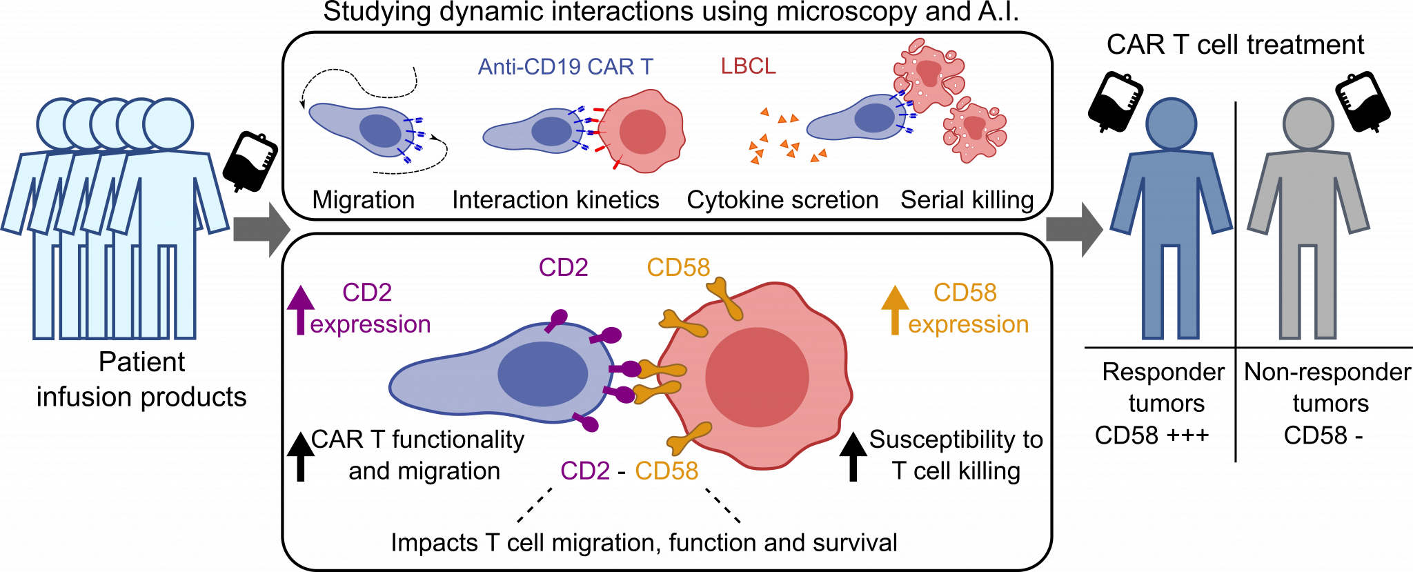 Technology That Determines Success Of CAR-T Cell Immunotherapy Could ...