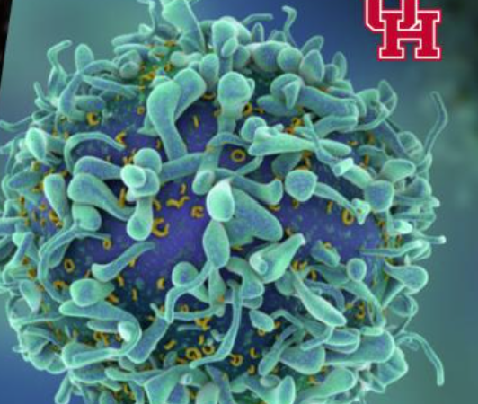 UH News: OPTIMAL CANCER-KILLING T CELLS DISCOVERED